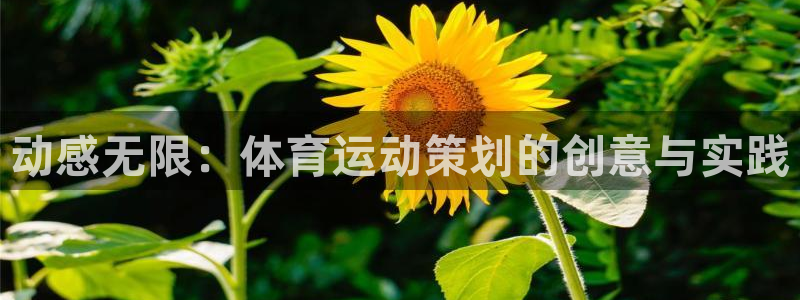 3377体育官方正版app官网：动感无限：体育运动策划的创意